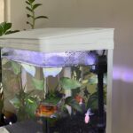 Nobleza Nano Fish Tank Aquarium with LED Lights & Filter System, Tropical Aquariums, photo review